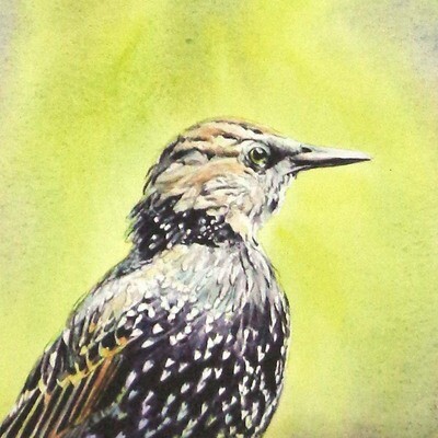 Starling Portrait, card (C39) KRUP47