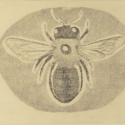 Carpenter Bee, aquatint etching SCHL05