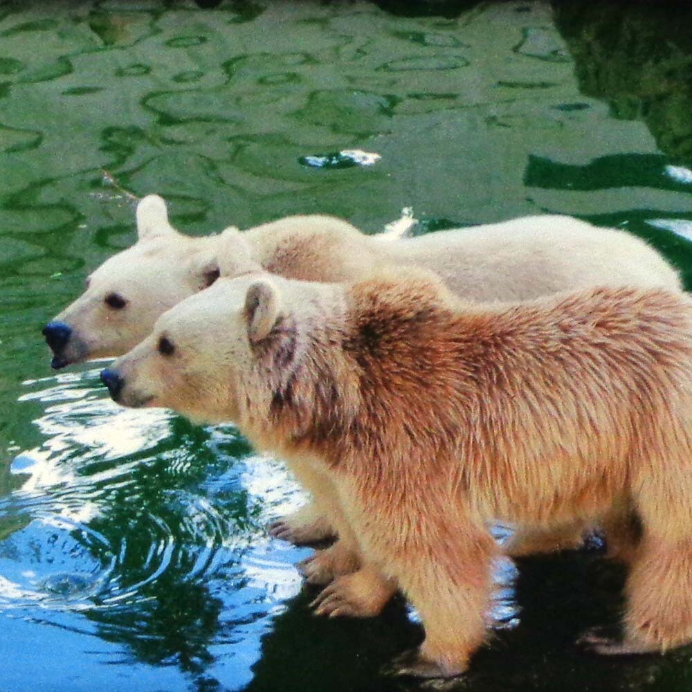 Alaskan Polar Bears, framed photo MILJ25