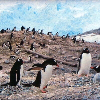 Antarctic Penguins at Hatching Season, framed photo MILJ26