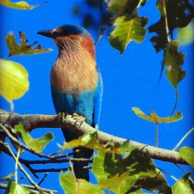 Puerto Rican Kingfisher Bird, framed photo MILJ30