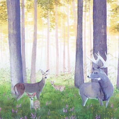 White Tailed Deer, print SUNH078