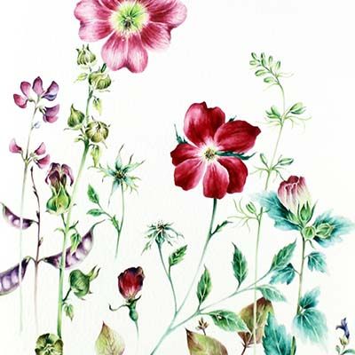Garden Diary: Summer, print ENDE194