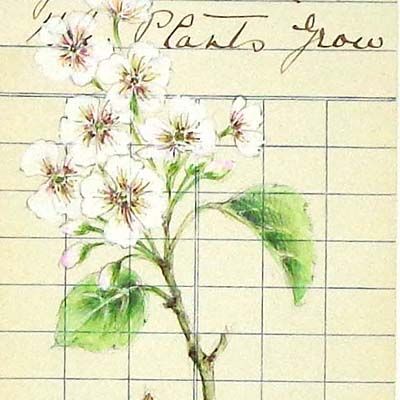 Botanical Postcard 4, watercolor on vintage postcard ENDE199