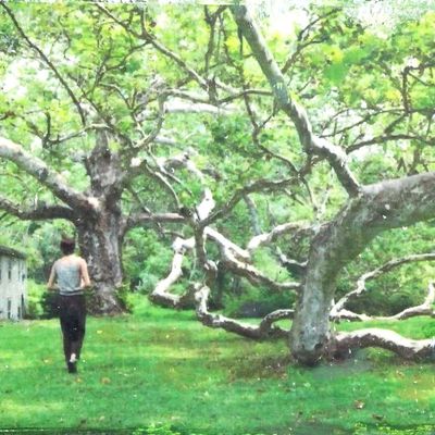 Witness Tree, mixed media painting SAND505
