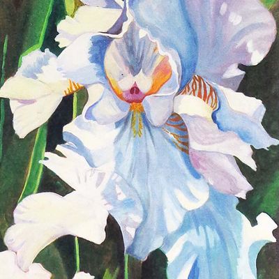 White Iris, large archival print MILE133