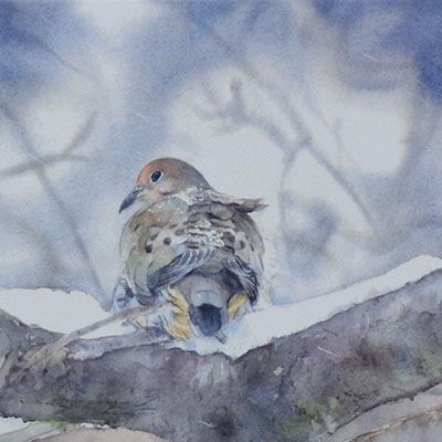 Snowy Mourning Dove (C52), card KRUP62