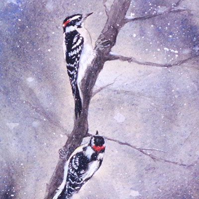 Downy Woodpeckers in the Snow, card KRUP57