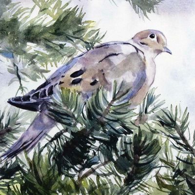 Dove in Pine (C61), card KRUP71