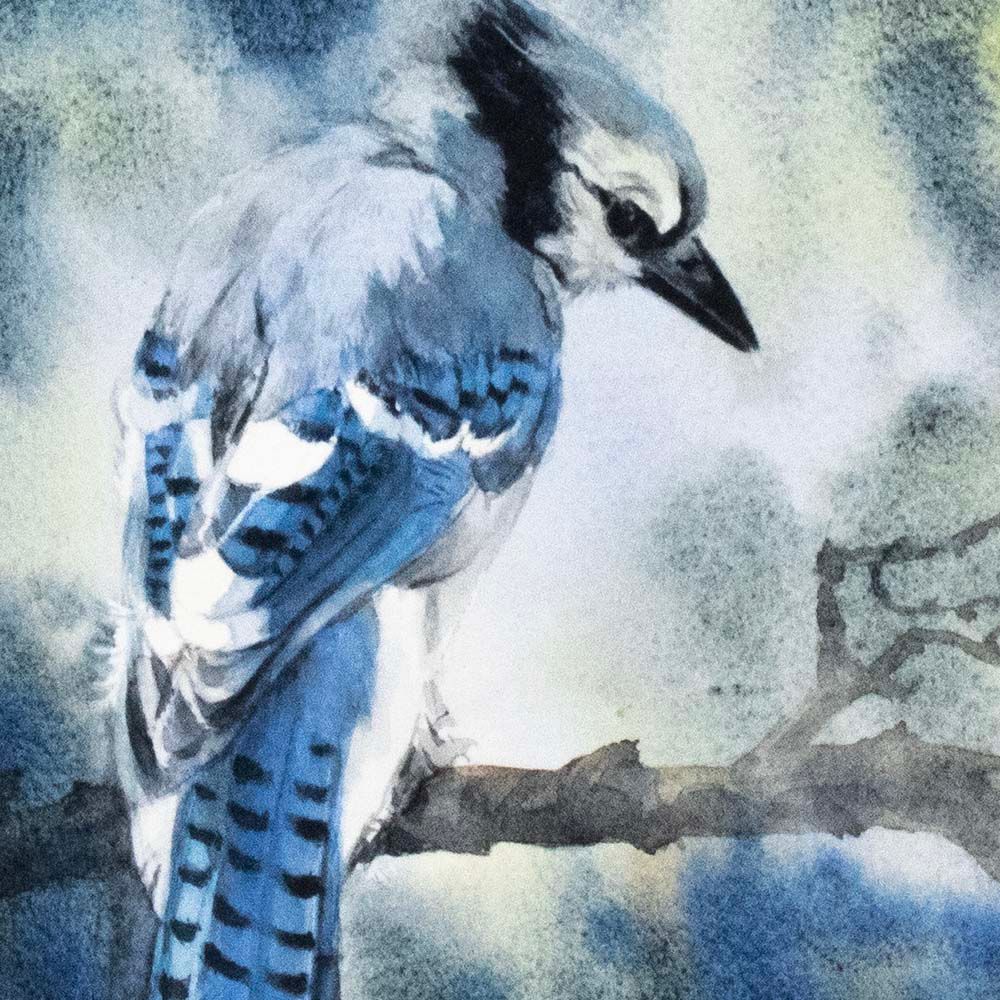 Blue Jay Portrait (C59), card KRUP69