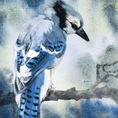 Blue Jay Portrait (C59), card KRUP69
