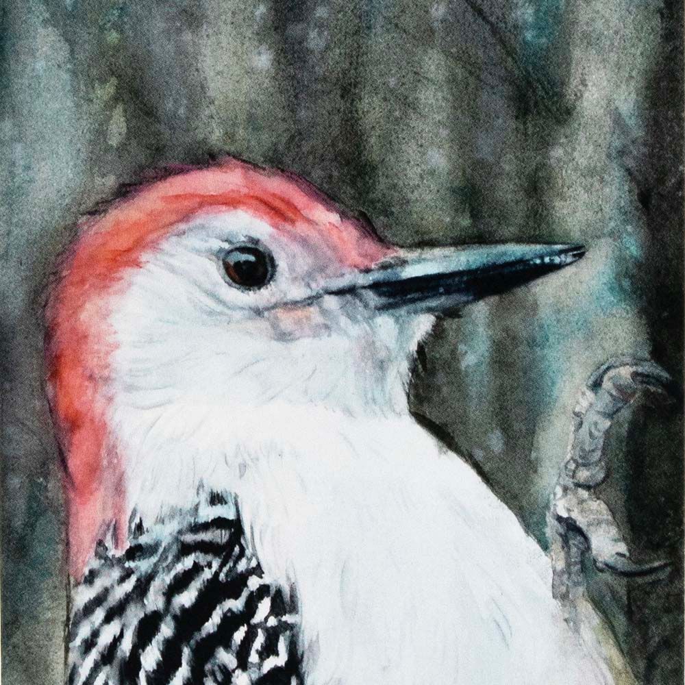 Red Bellied Woodpecker Portrait (C60), card KRUP70