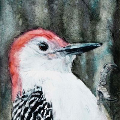 Red Bellied Woodpecker Portrait (C60), card KRUP70