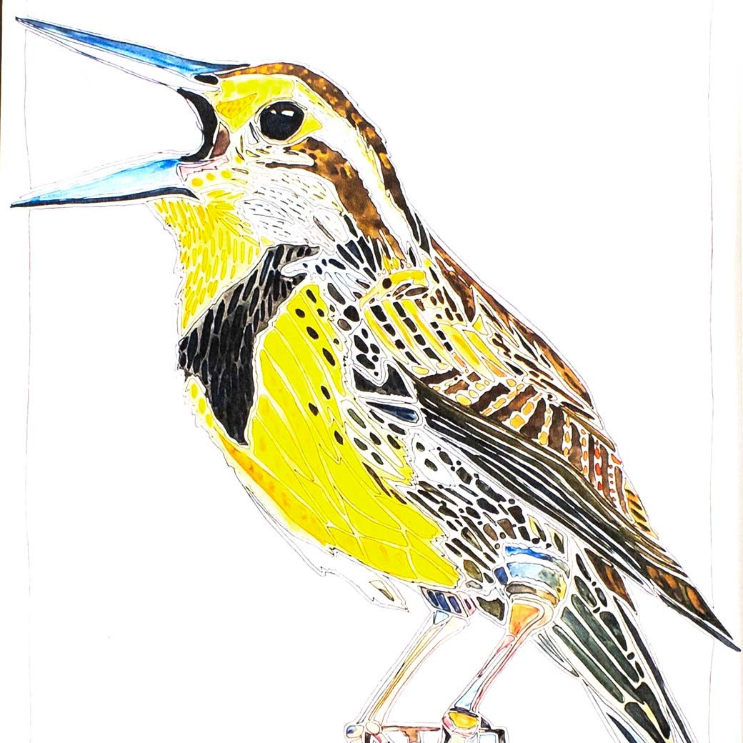 Meadowlark, print with mat BARC244