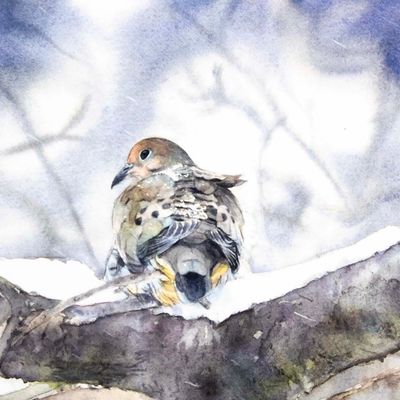 Snowy Mourning Dove, card KRUP59