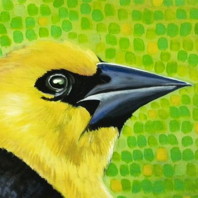 Yellow-headed Blackbird, card BARC234