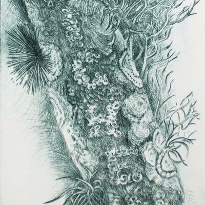 I&#39;m a Lichen This, intaglio etching COAE018