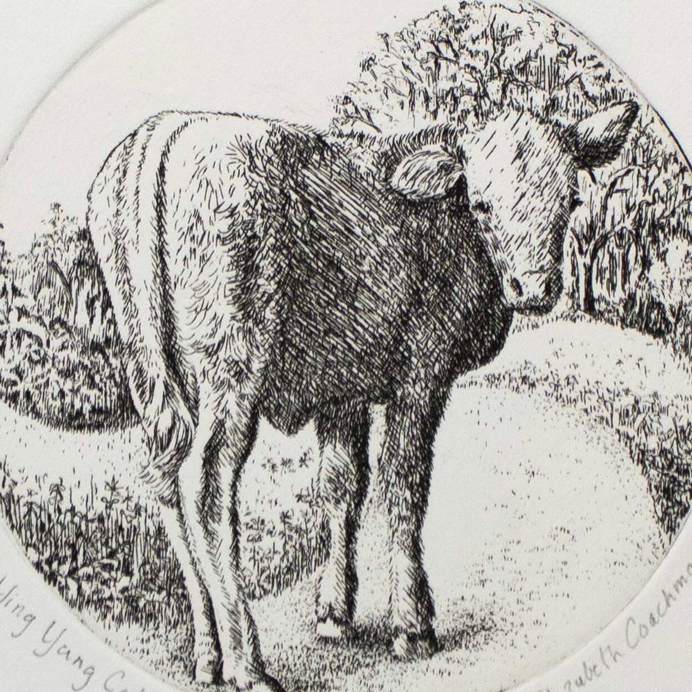 Ying Yang Calf, etching COAE032