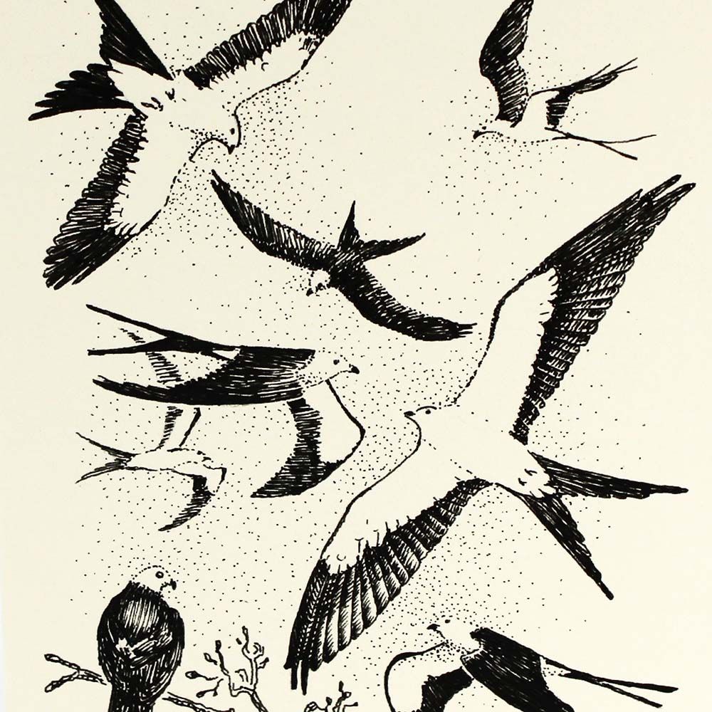 Swallow-tailed Kite Festival, card COAE004