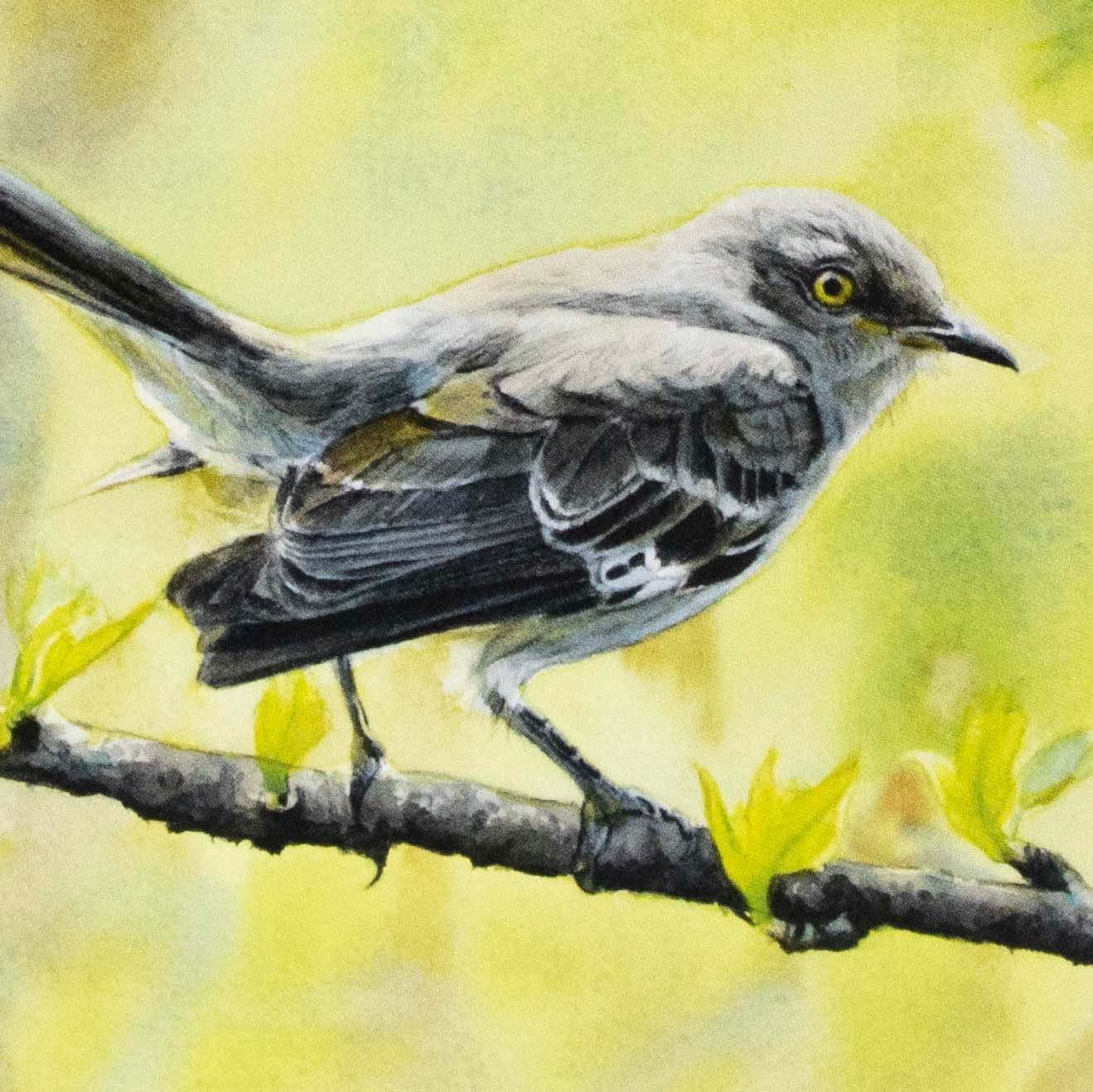 Mockingbird (C68), card KRUP78