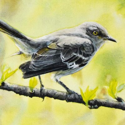 Mockingbird (C68), card KRUP78