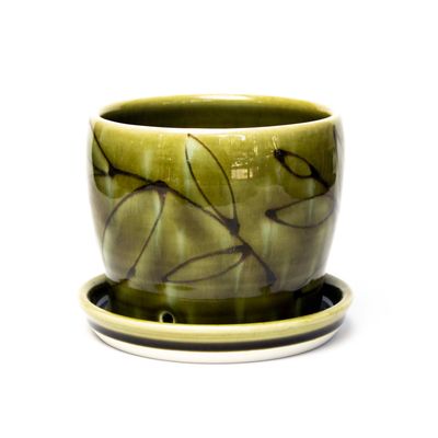 Avocado, medium planter HECL413