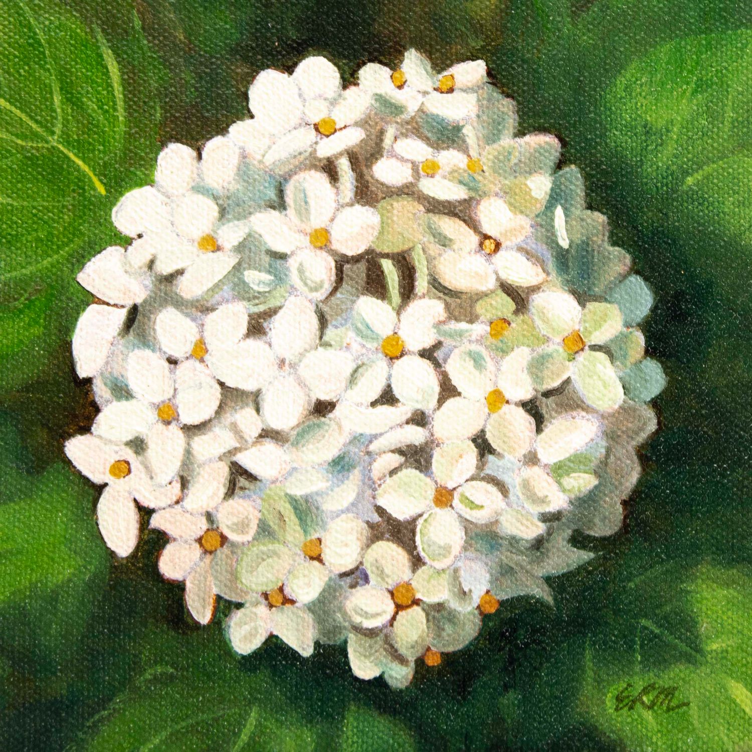 White Hydrangea, oil on canvas MILE157