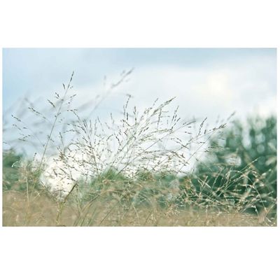 Nature's Symphony, photo print SHAM007