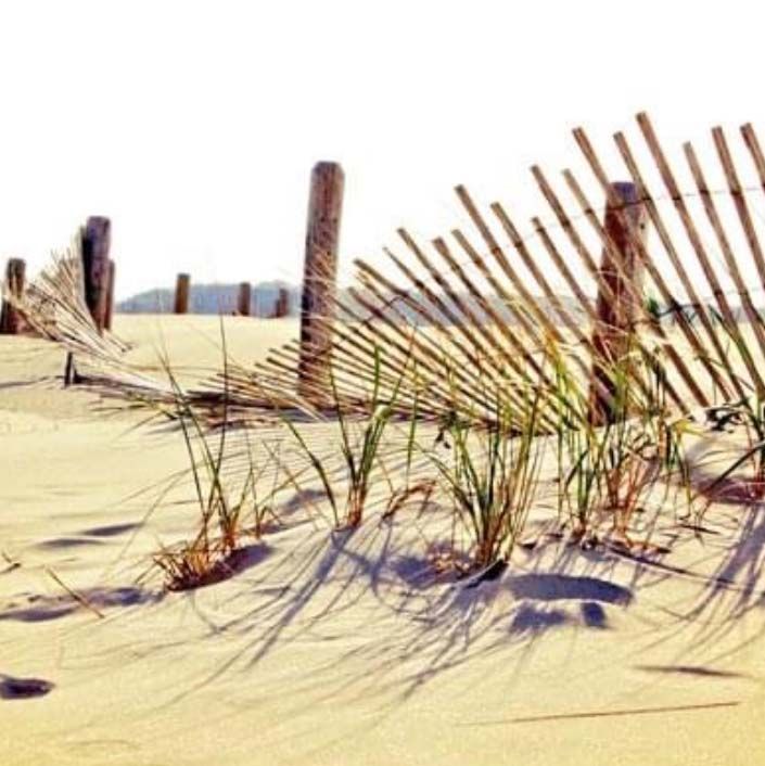 Windswept, photo print SHAM008