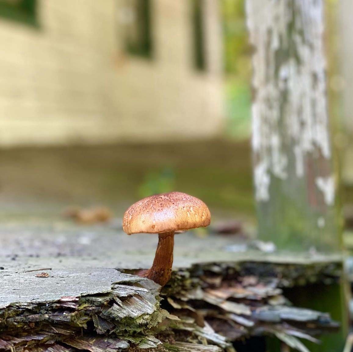 Aspiration, photo print SHAM031