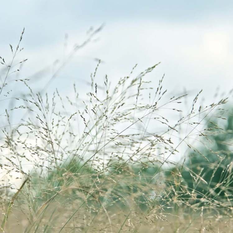 Nature's Symphony, photo print SHAM007