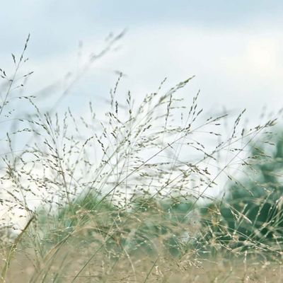 Nature's Symphony, photo print SHAM007