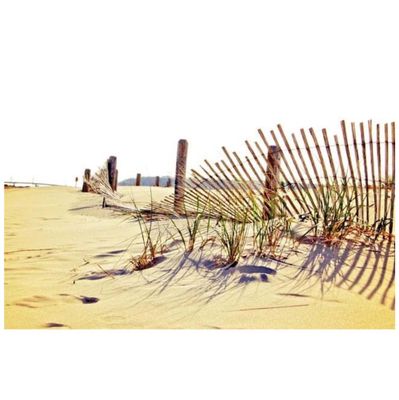 Windswept, photo print SHAM008