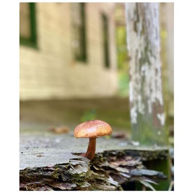 Aspiration, photo print SHAM031