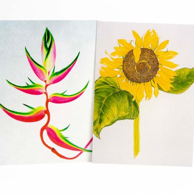 Mammoth Sunflower/ Lobster Claw card set HUGB321