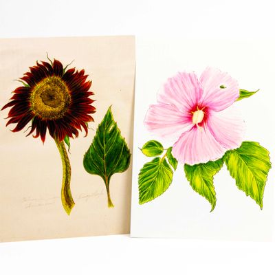 Evening Sun Sunflower/ Hibiscus card set HUGB323