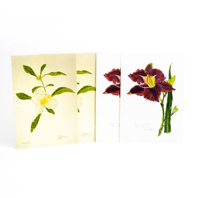 Sultan Sunny Bela/ Franklinia card set HUGB320