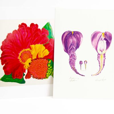 Zinnia/ Delphinium card set HUGB318