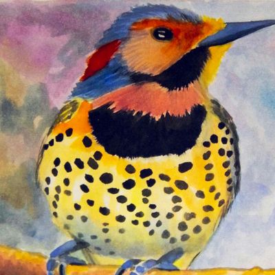 Northern Flicker, cards BARC233