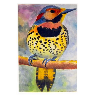 Northern Flicker, cards BARC233