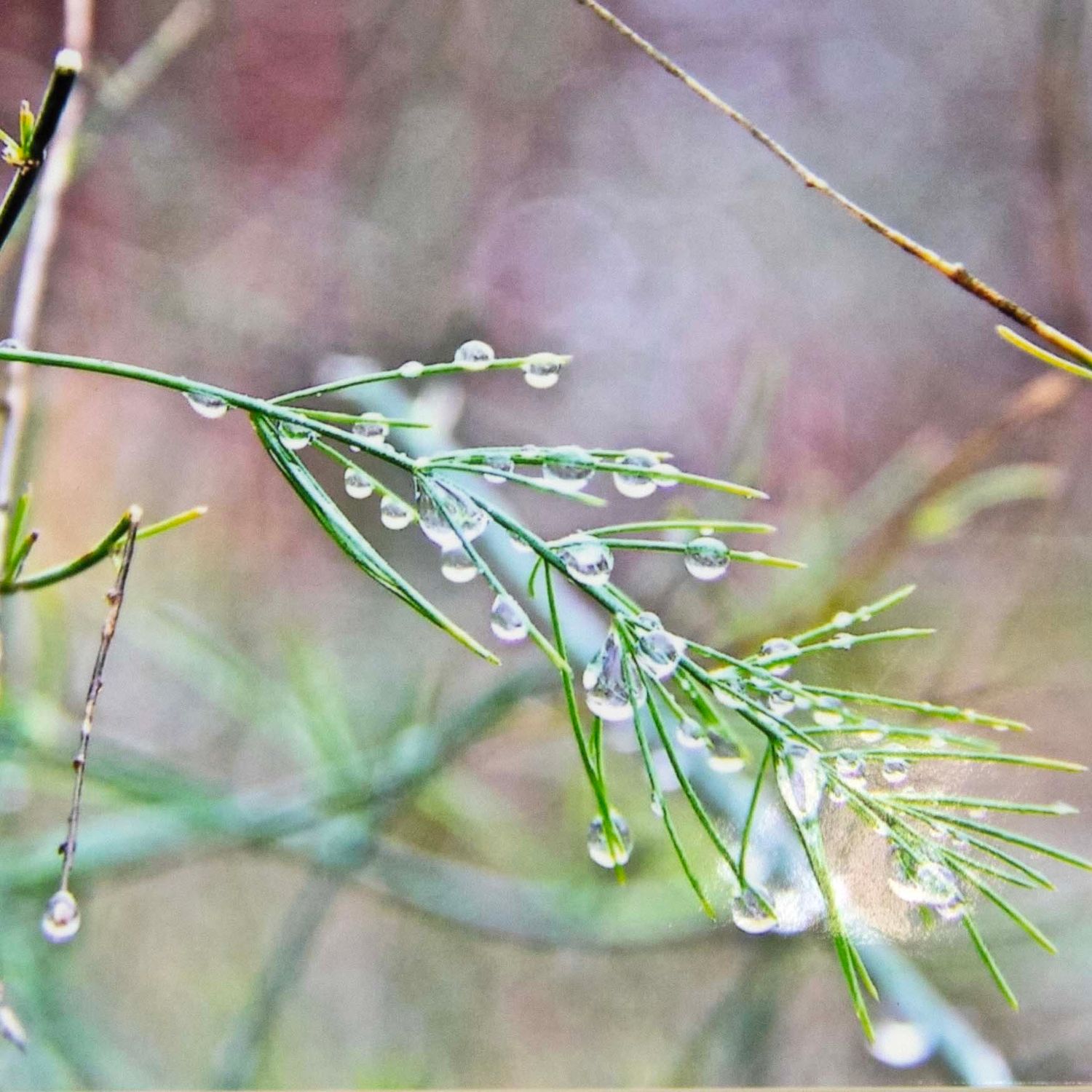 Photo notecard: Soft Spring Morning, card SHAM044