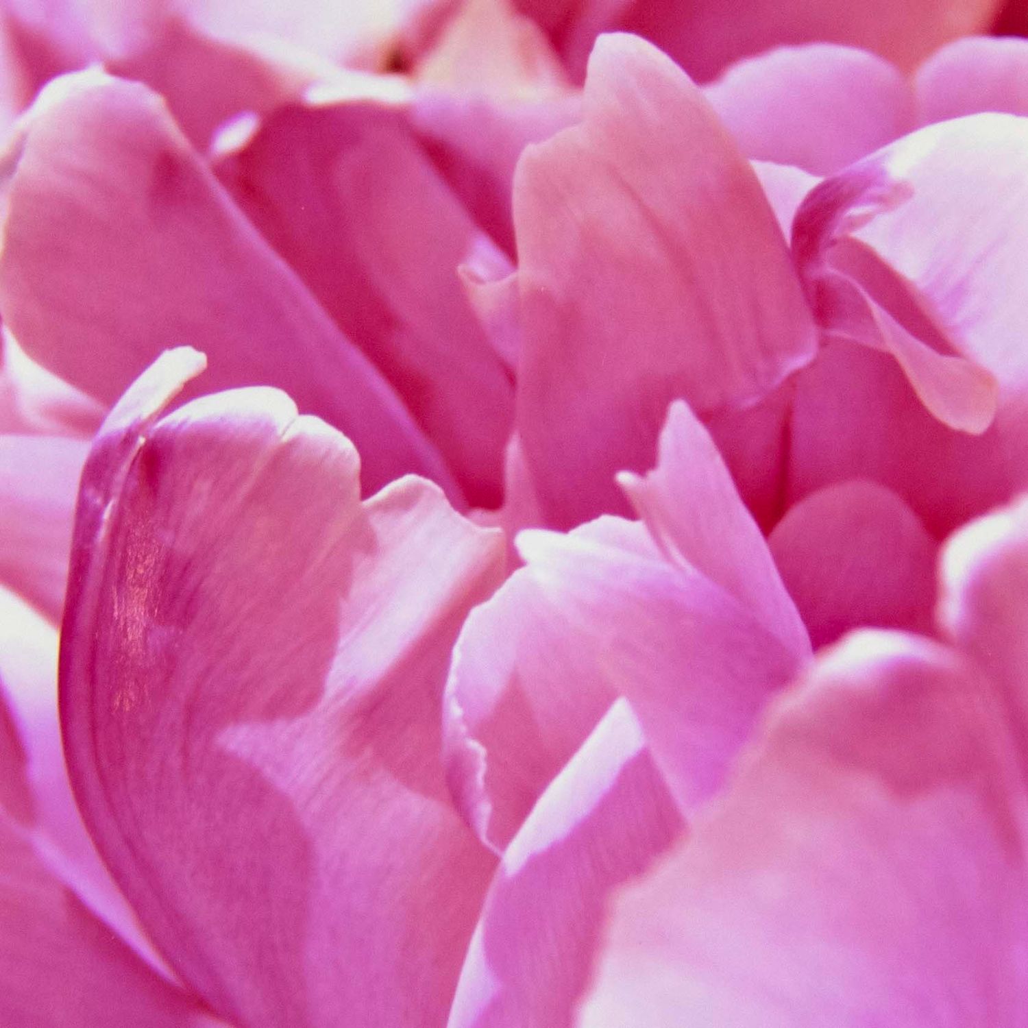 Photo notecard: Softspoken, card SHAM036