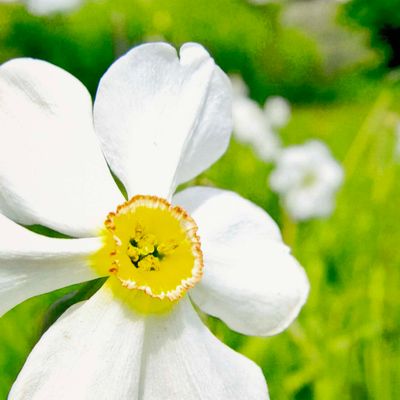 Photo notecard: Song of Spring, card SHAM049