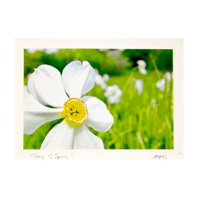 Song of Spring, photo card SHAM049