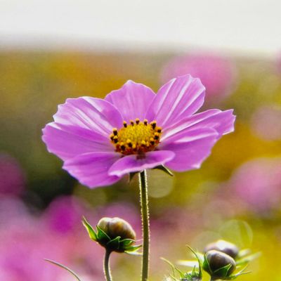 Photo notecard: Daydreaming, card SHAM046