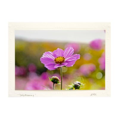 Daydreaming, photo card SHAM046