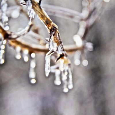 Photo notecard: Forest Royalty, card SHAM040