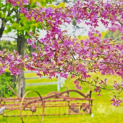 Photo notecard: Local Color, card SHAM037