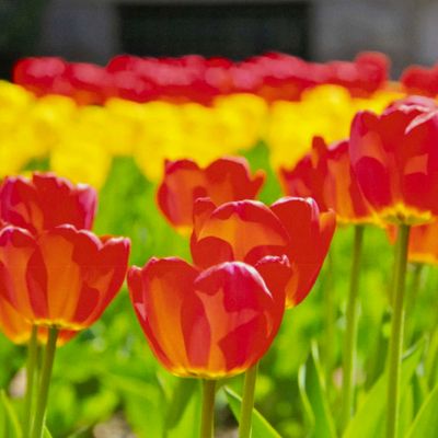 Photo notecard: All the Pretty Maids, card SHAM041