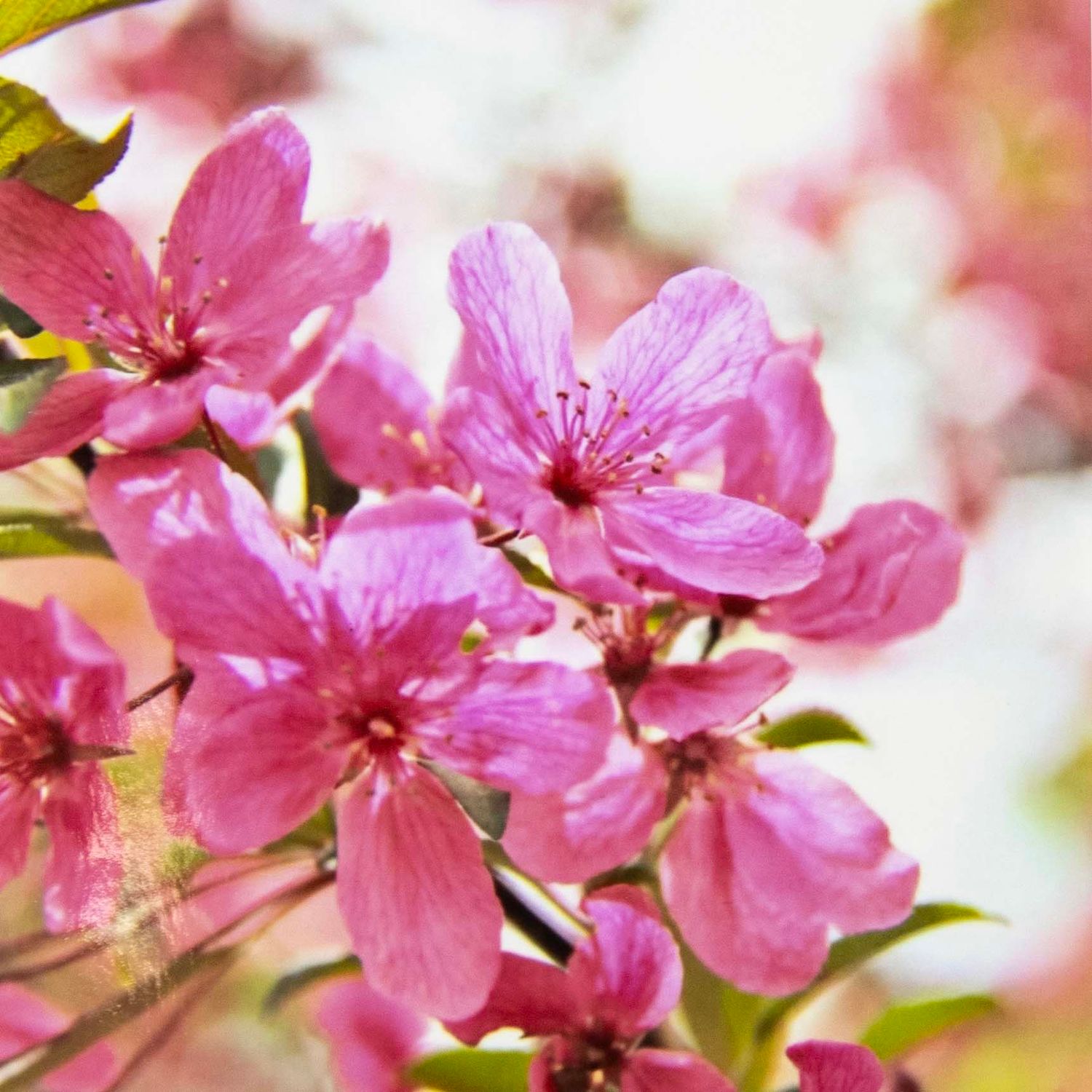 Photo notecard: Into the Pink, card SHAM045